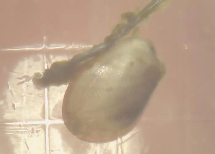 Mussel spat reared by the Scottish Shellfish Hatchery Stepping Stone project in Shetland is to be transferred to on-growing sites at sea