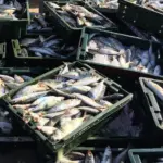 fish in crates