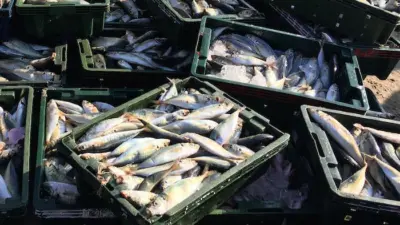 fish in crates