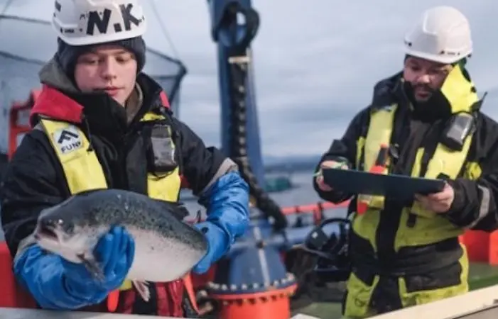 Cermaq's survival rates for Atlantic salmon have improved over the past year in all regions