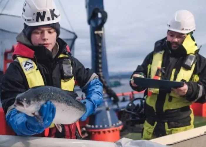 Cermaq's survival rates for Atlantic salmon have improved over the past year in all regions
