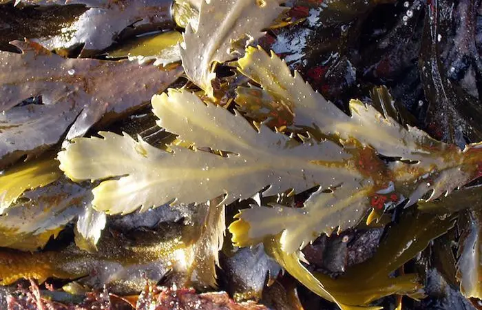 The ASC-MSC Seaweed standard focuses on minimising the environmental and social impacts of seaweed operations