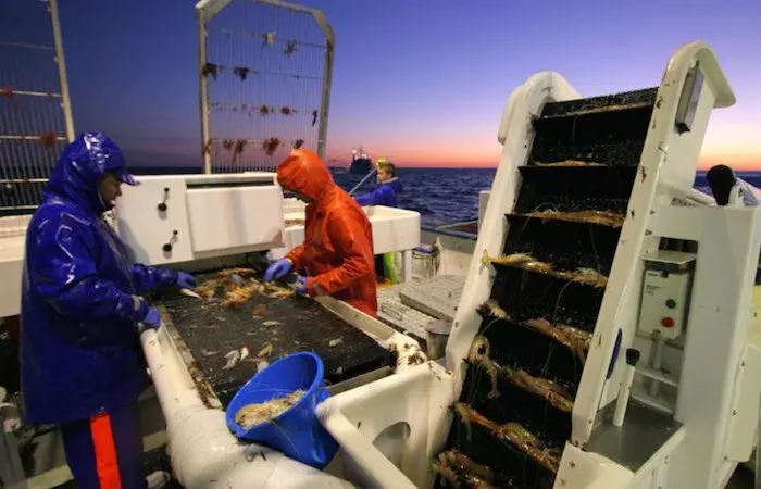 South Oz Prawns