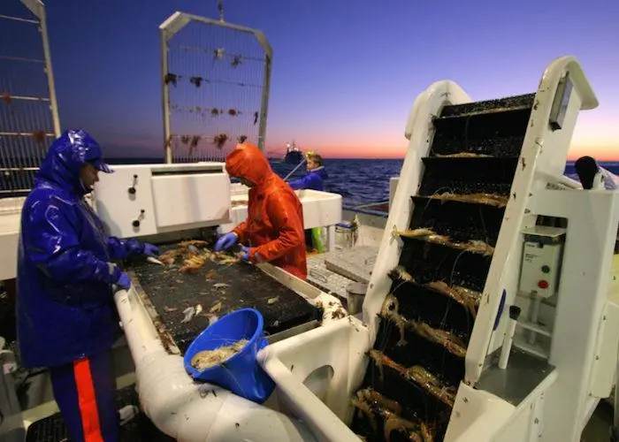 South Oz Prawns