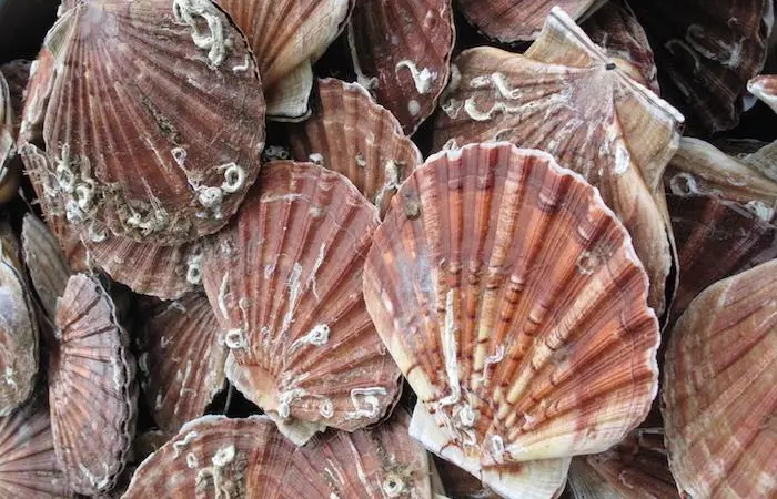 Scallops