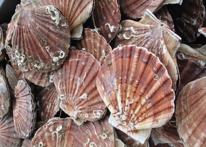 Scallops