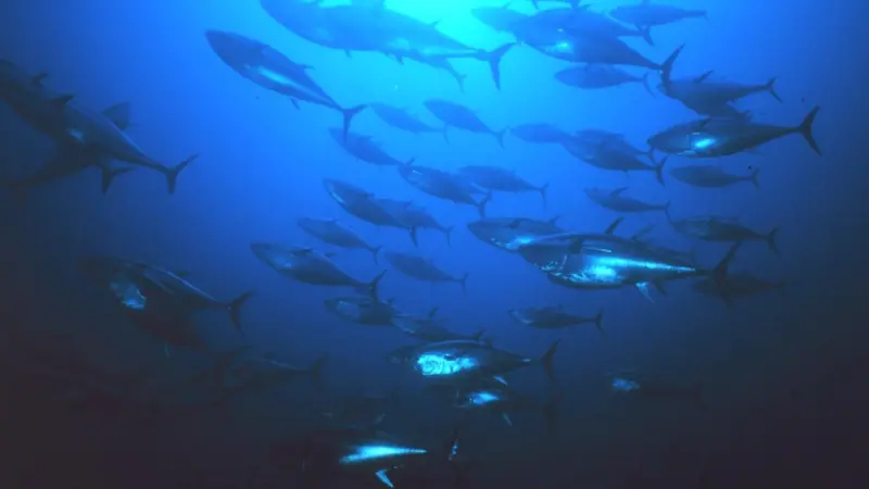 IPNLF wants progress on the adoption of harvest strategies for all major tuna stocks Photo: NOAA