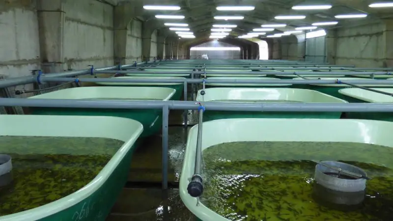 Russian aquaculture