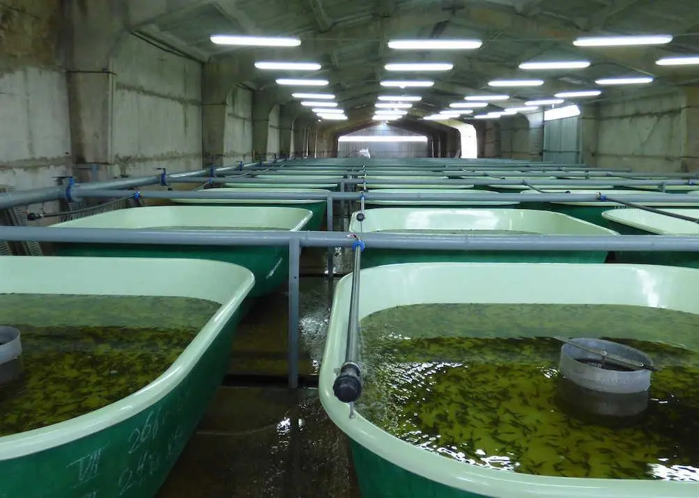 Russian aquaculture