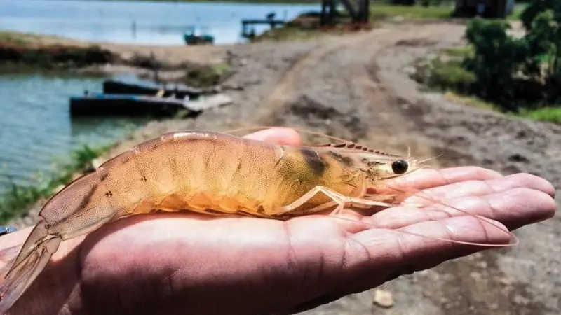 BioMar is focusing on the shrimp market