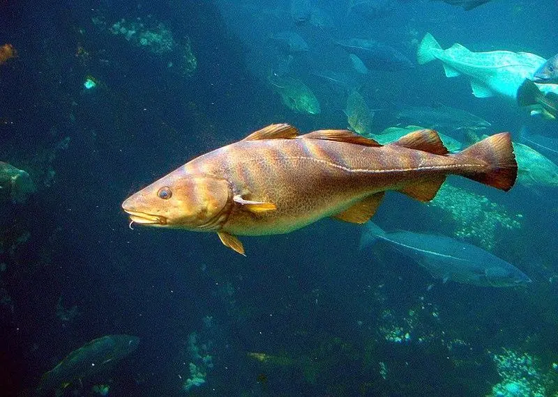 Cod
