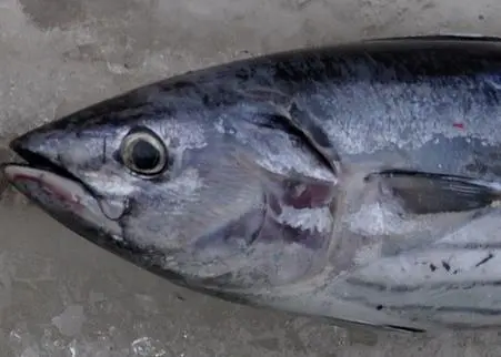 The FIP will cover the catches of skipjack, yellowfin and bigeye tuna from purse seine vessels Photo: Wibowo Djatmiko/CC BY-SA 3.0