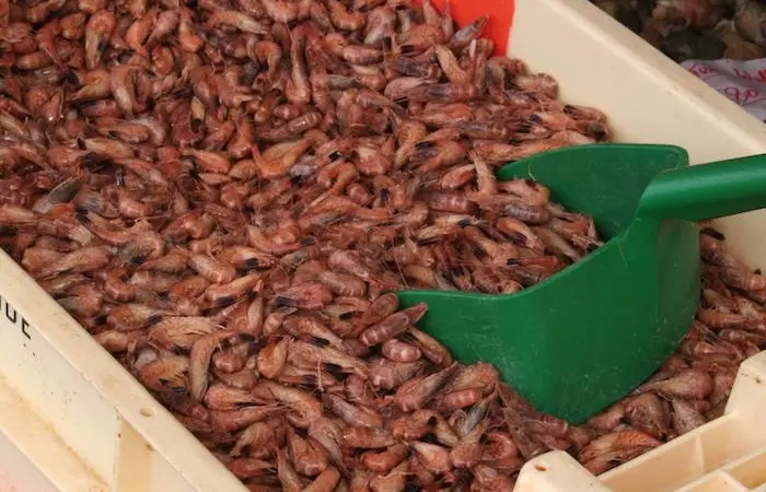 Collaboration to achieve MSC certification for the North Sea brown shrimp fishery started in 2015
