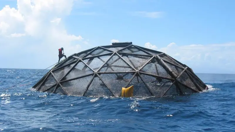 First cobia farm becomes ASC certified