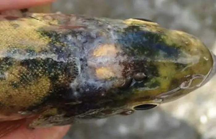 Sea lice on fish
