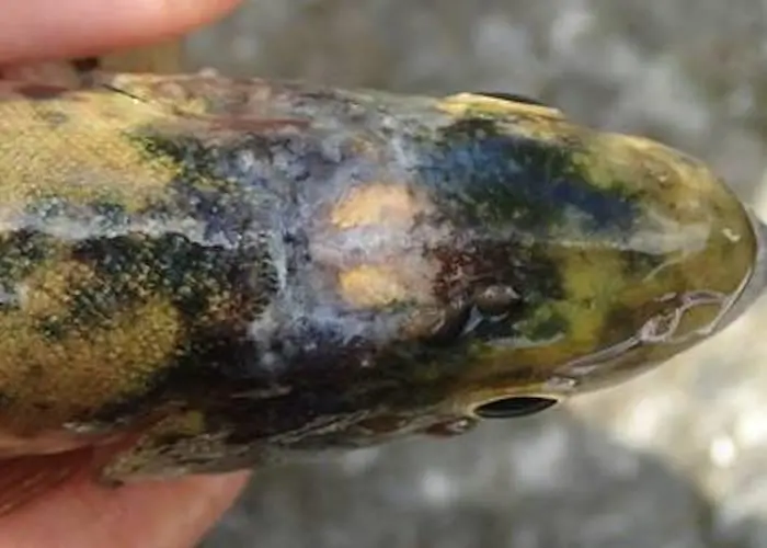 Sea lice on fish