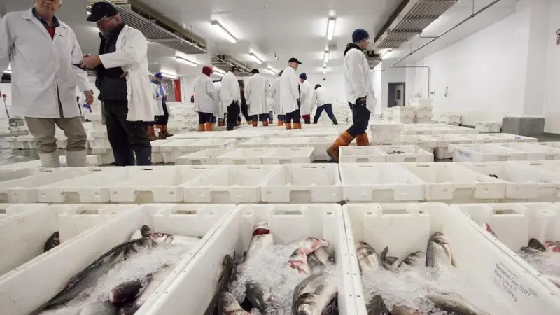Fish processing