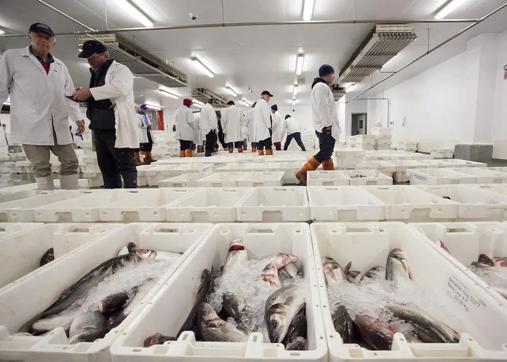 Fish processing