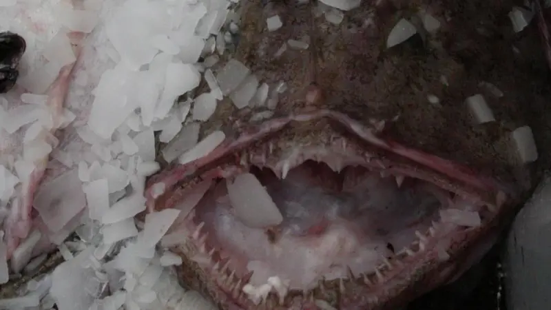 anglerfish