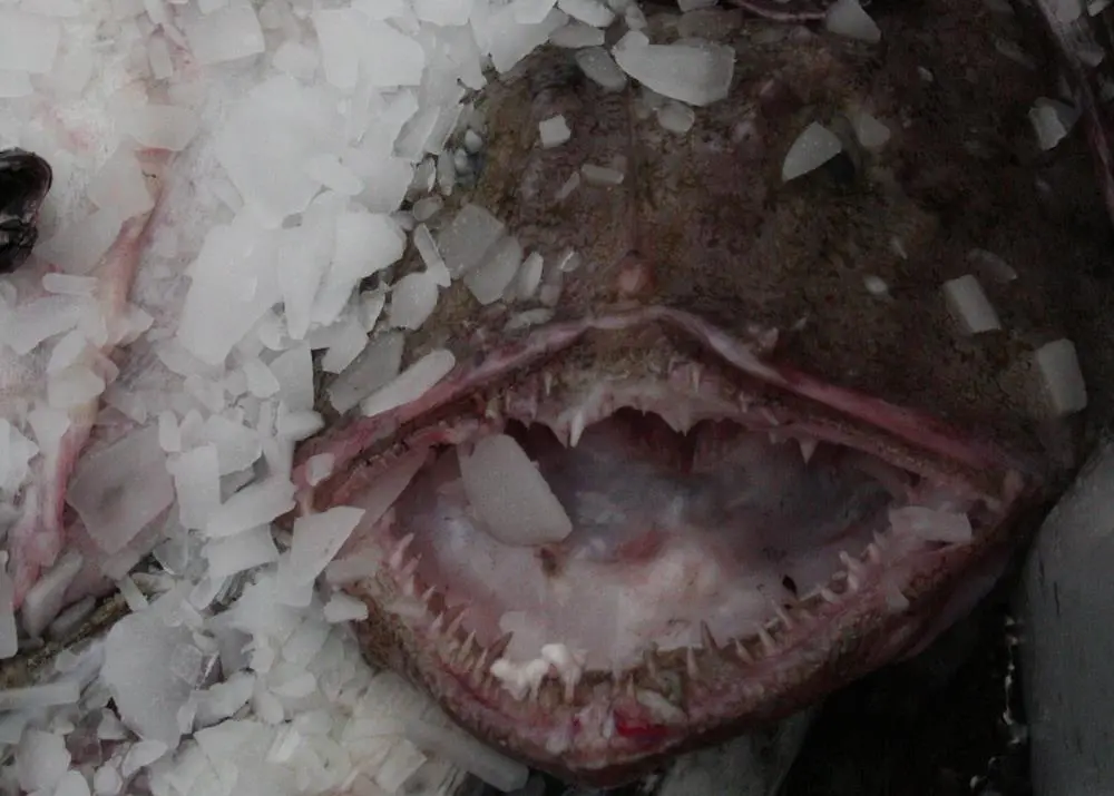 anglerfish