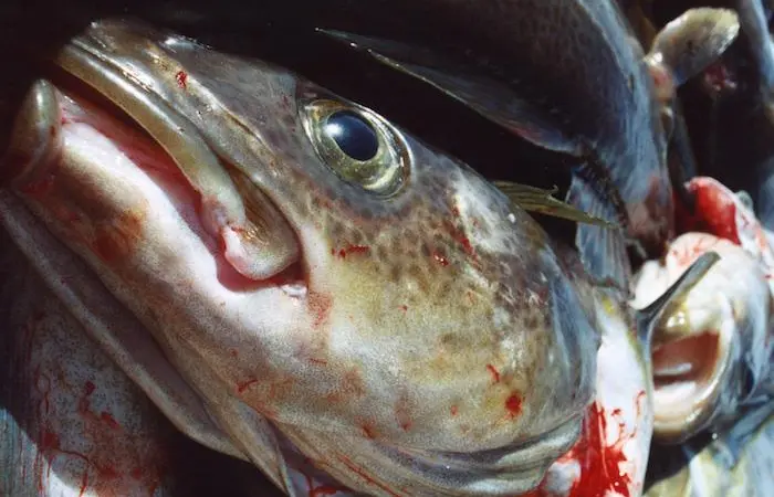 Russian fish producers invest and expand