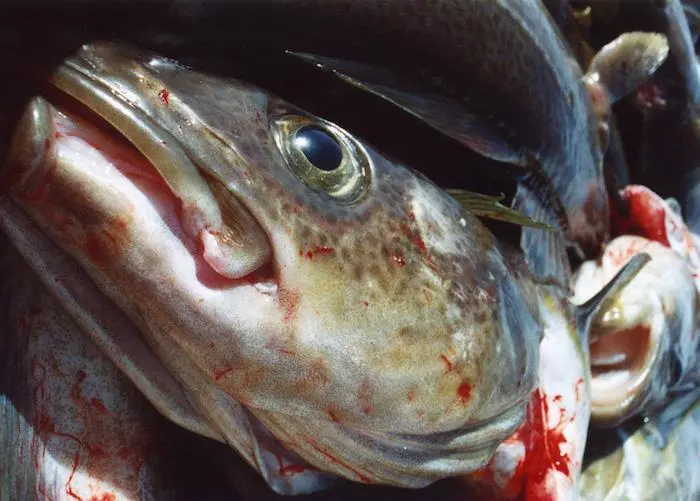 Russian fish producers invest and expand