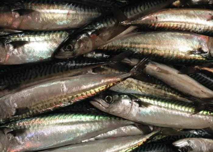 Mackerel