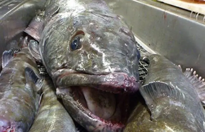 Patagonian toothfish