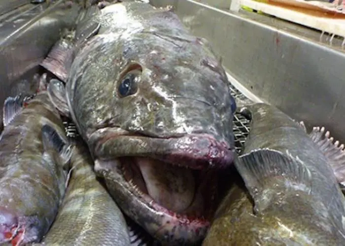 Patagonian toothfish