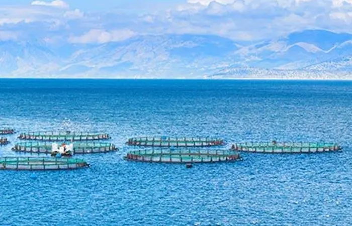 Salmon farm