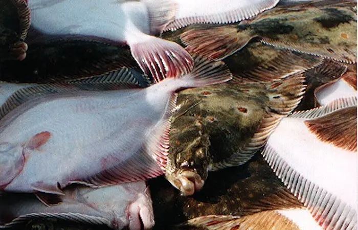 North Sea plaice