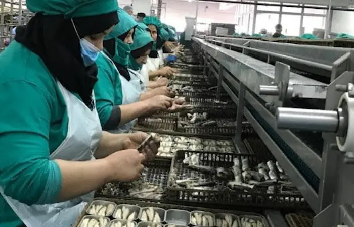 Fish processing