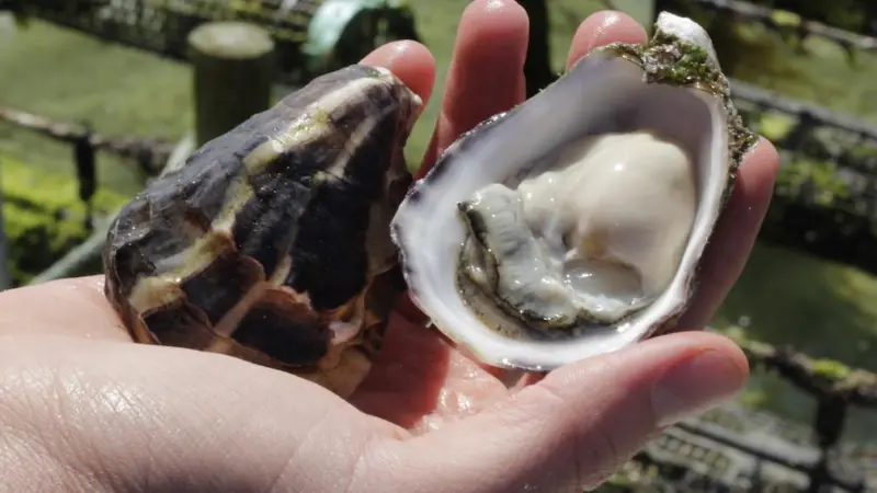 Premium oyster region moves to keep POMS at bay