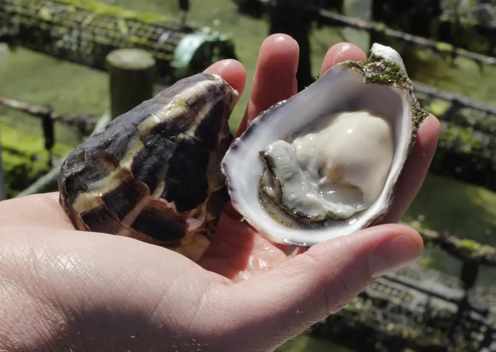 Premium oyster region moves to keep POMS at bay