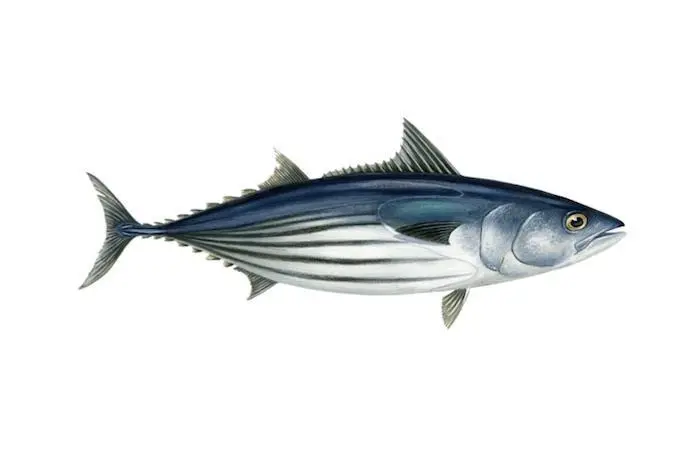 skipjack tuna