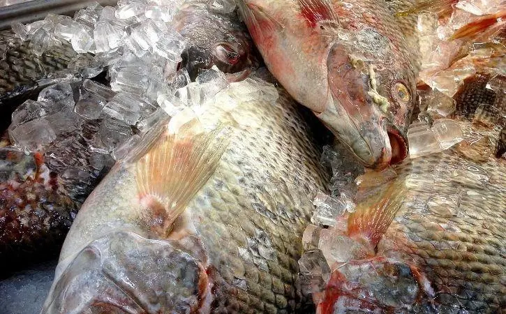 Tilapia