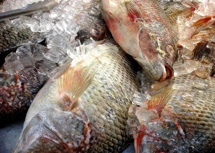 Tilapia