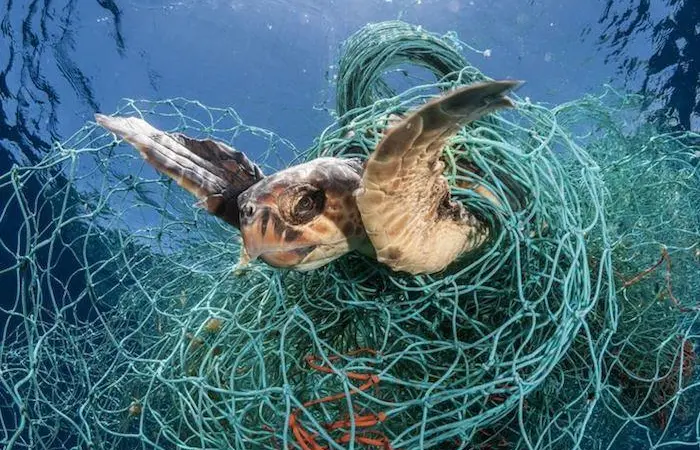 Turtle caught in fishing gear