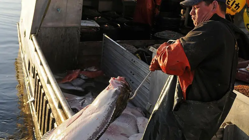 Alaska fishermen gear up for halibut season