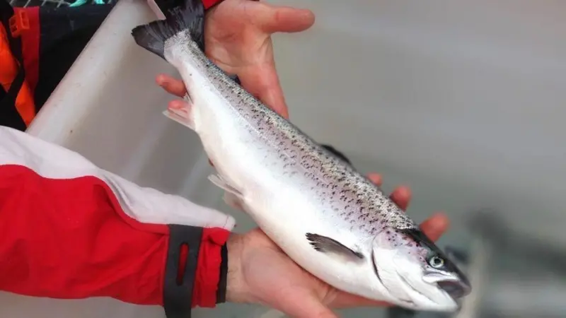 SAIC fish
