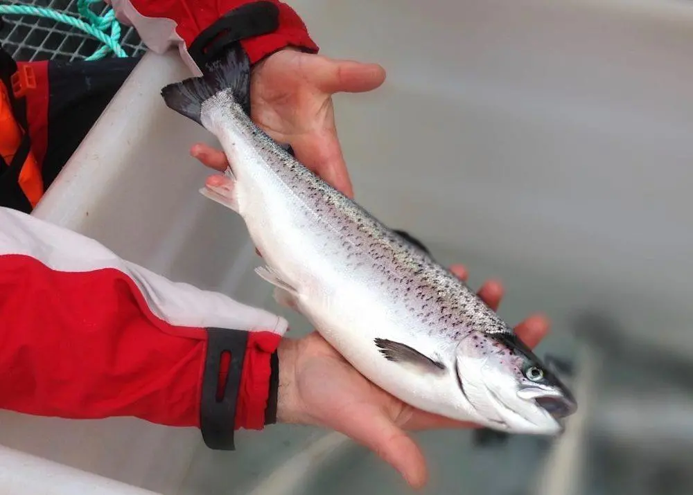 SAIC fish