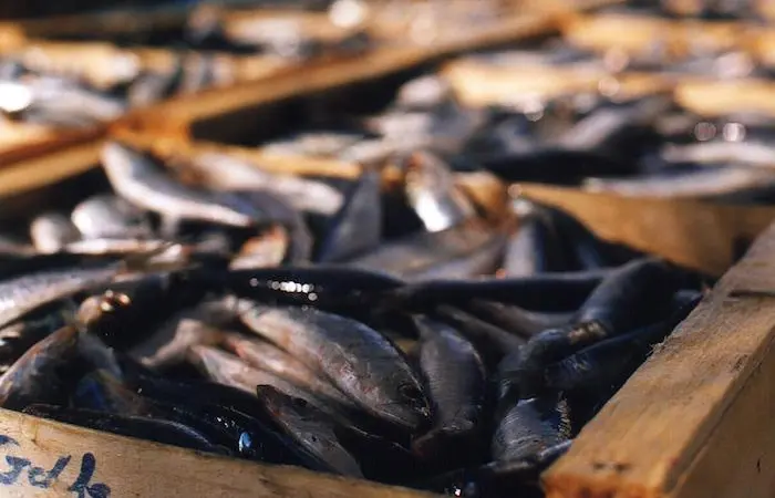 Fisheries conservation and control strengthened