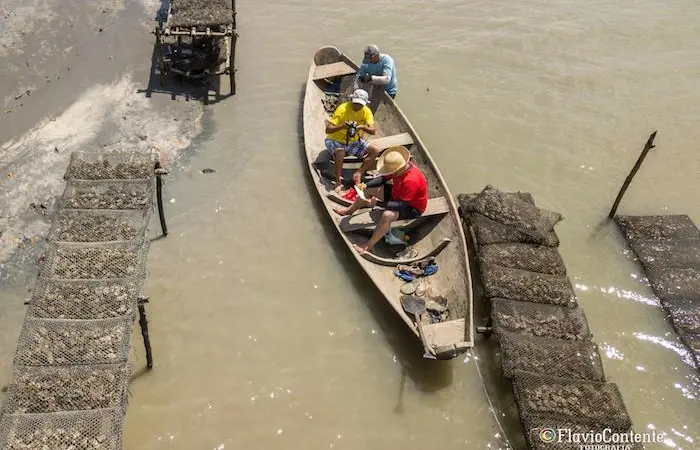 Oyster Culture in Brazil: An Emerging Sector Along the Amazon Mangrove Coast