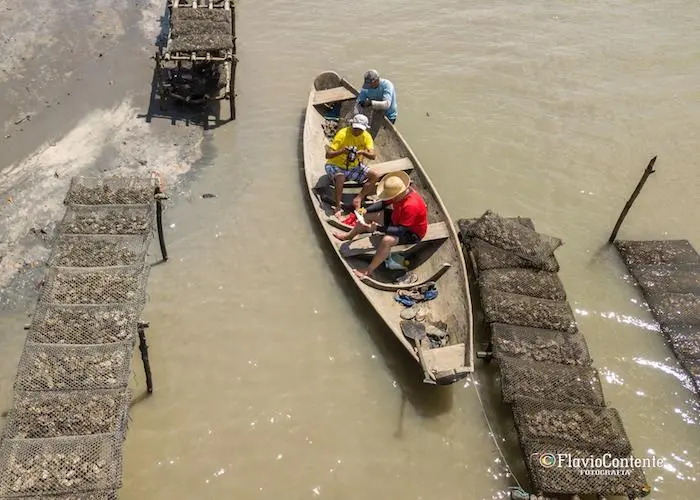 Oyster Culture in Brazil: An Emerging Sector Along the Amazon Mangrove Coast