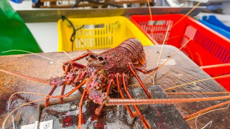 Doubling western rock lobster industry’s value