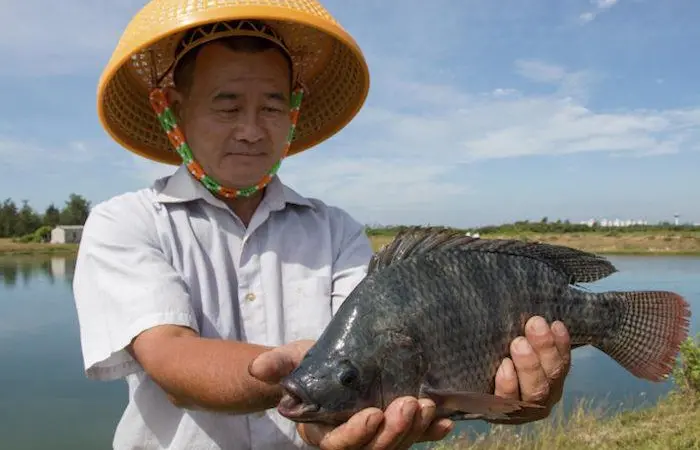 Thirty-four tilapia farms in Hainan, China, have earned Best Aquaculture Practices (BAP) certification