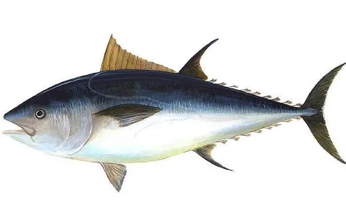 Bluefin tuna season 2018