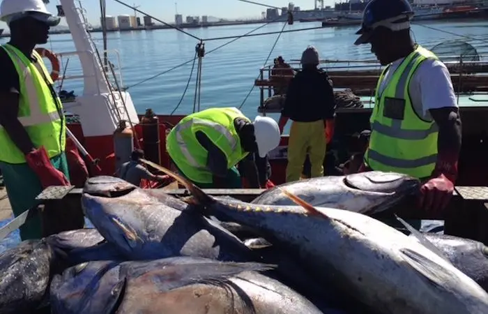 Tuna