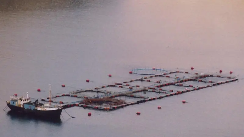 Coalition opposes industrial ocean fish farming