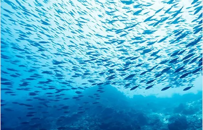SETFIA has welcomed the merger which it says is a better outcome for the fishing industry